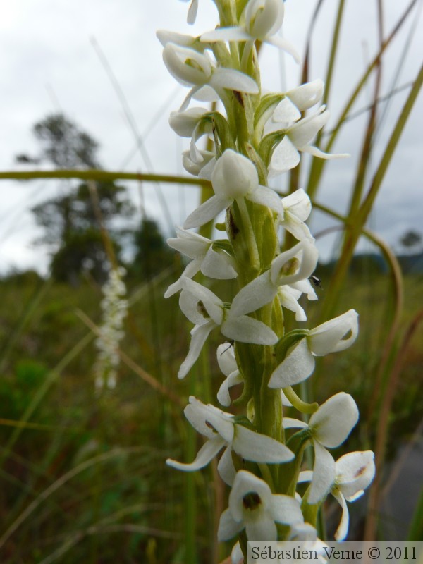 Platanthera dilatata, wild bog orchid, Petersburg, Alaska