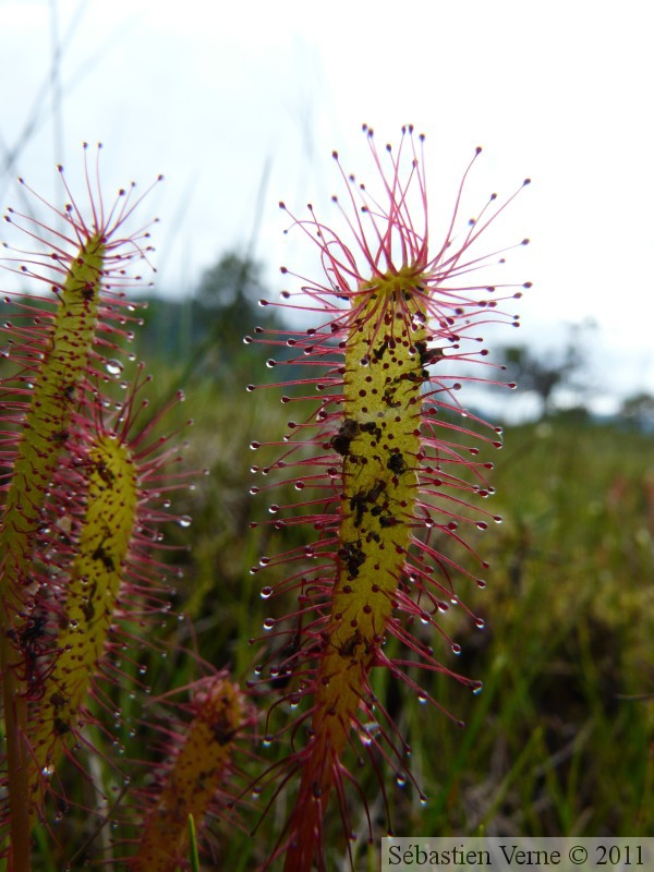 Drosera anglica, Petersburg, Alaska