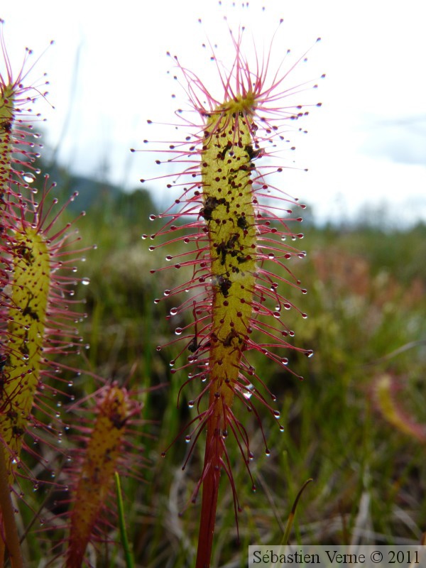 Drosera anglica, Petersburg, Alaska