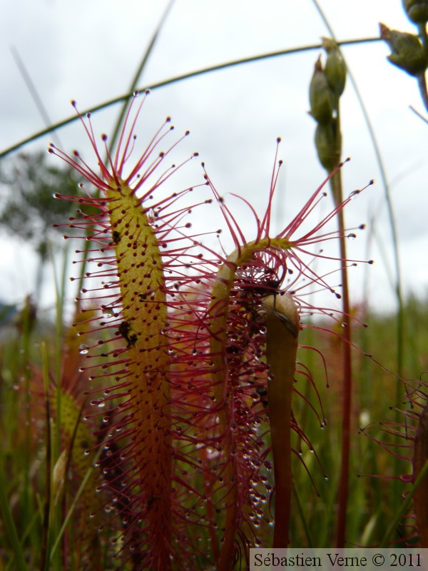 Drosera anglica, Petersburg, Alaska