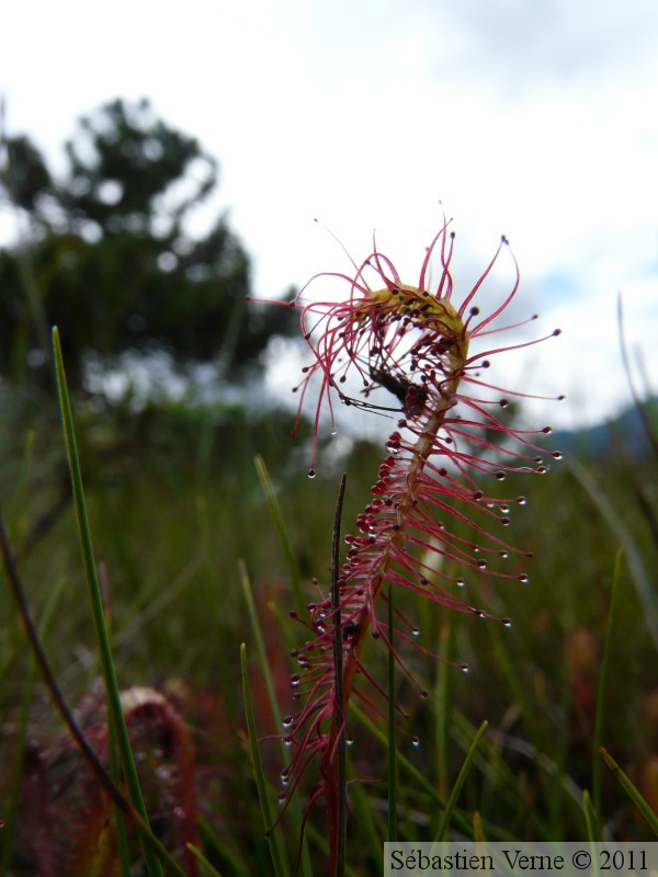 Drosera anglica, Petersburg, Alaska