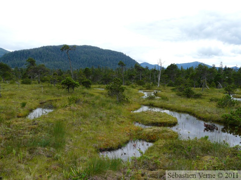 Tourbière, autour de Petersburg, Alaska