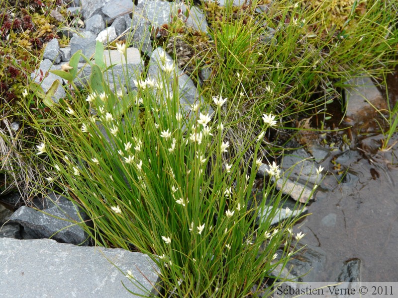 Rhynchospora sp., White beak-rush, Petersburg, Alaska