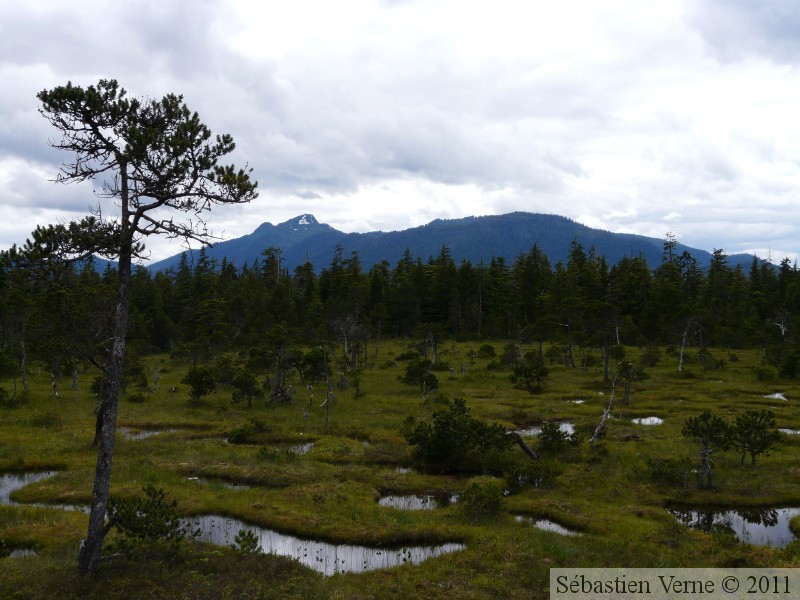 Tourbière, autour de Petersburg, Alaska