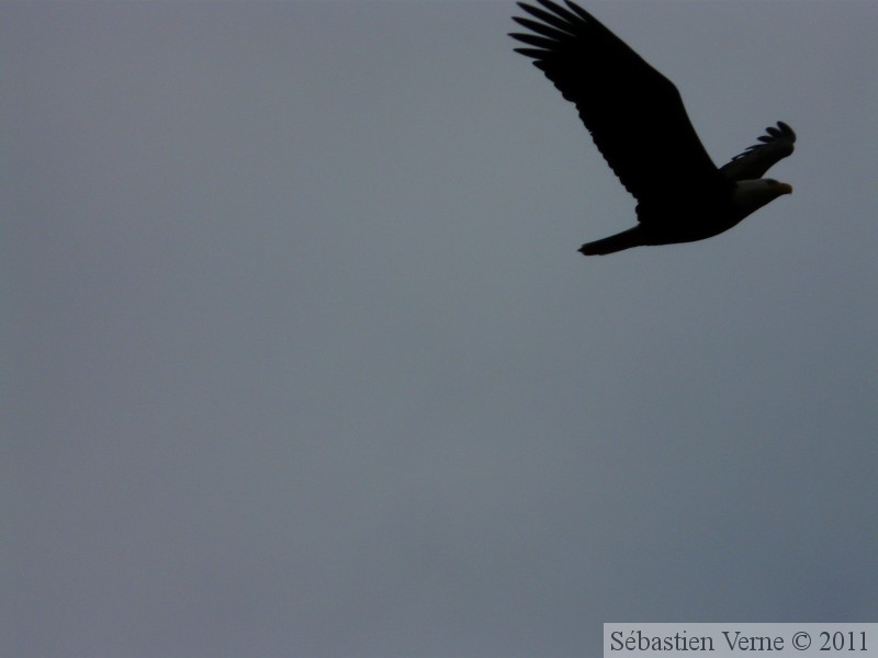 Haliaeetus leucocephalus, Bald eagle, Pygargue à tête blanche, Petersburg, Alaska