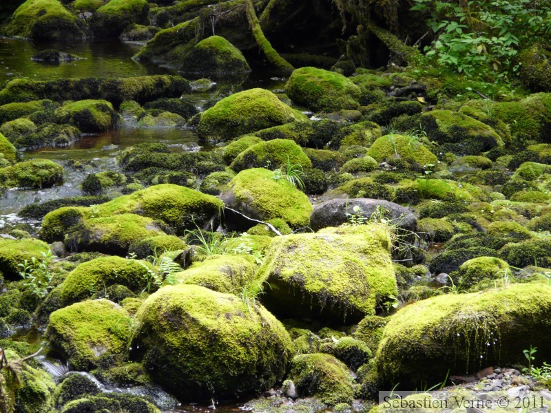 Ruisseau, Petersburg, Alaska