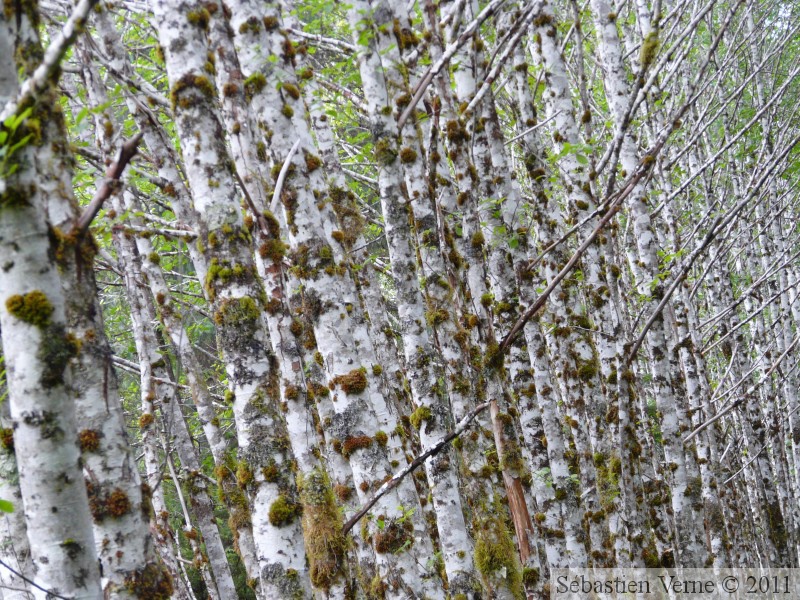 Environs de Petersburg, Alaska