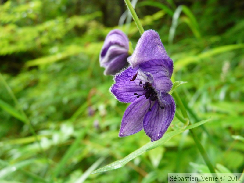 Aconitum sp., Monkshoot, Aconite, au dessus du Mendenhall glacier, Juneau, Alaska