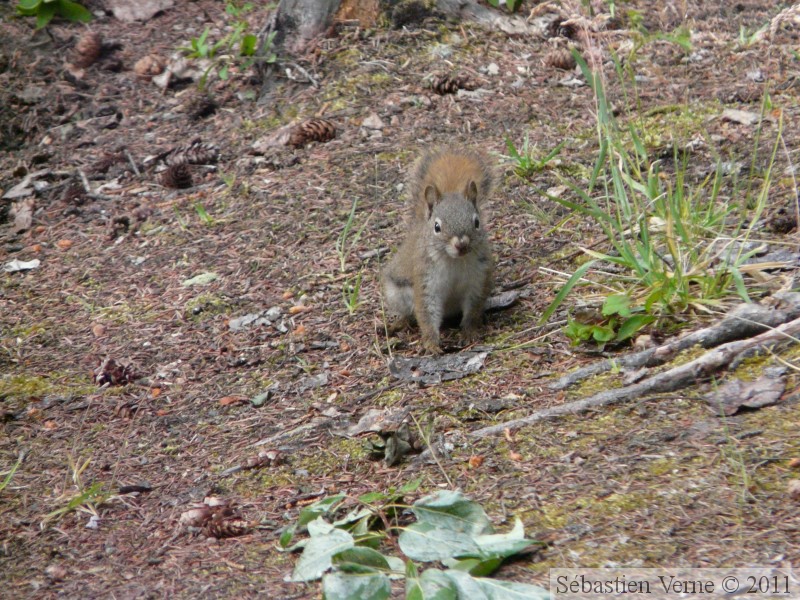 Tamiasciurus hudsonicus, Red squirrel, Écureuil roux, Whitehorse, Yukon américain 