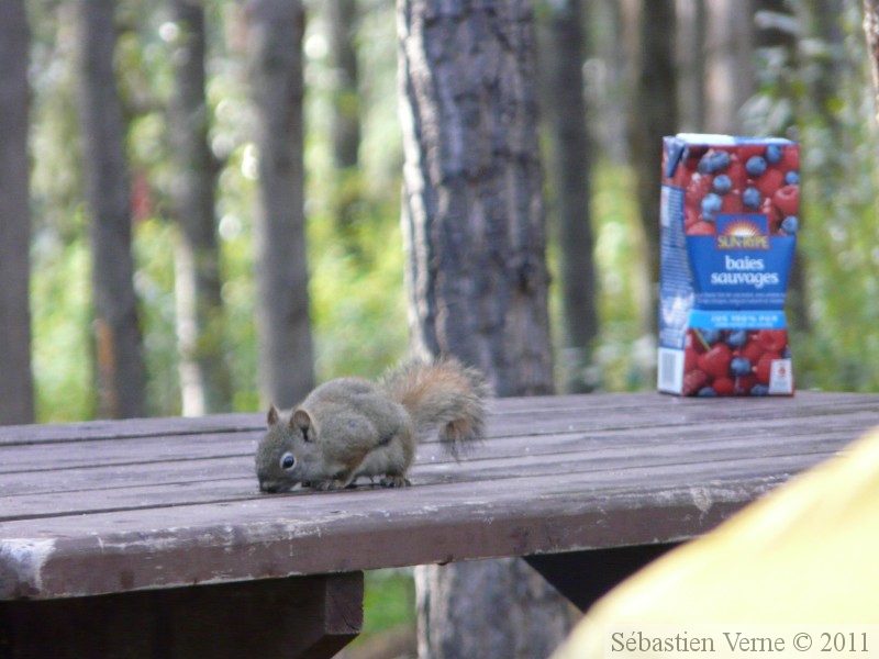 Tamiasciurus hudsonicus, Red squirrel, Écureuil roux, Whitehorse, Yukon américain 