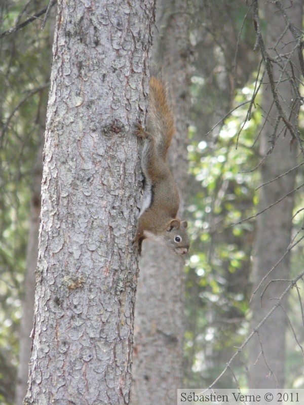 Tamiasciurus hudsonicus, Red squirrel, Écureuil roux, Whitehorse, Yukon américain 