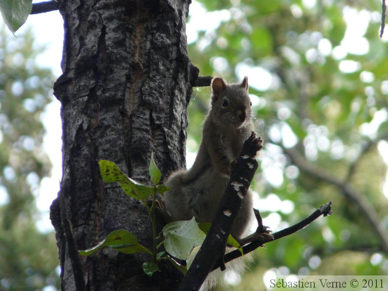 Tamiasciurus hudsonicus, Red squirrel, Écureuil roux, Whitehorse, Yukon américain 