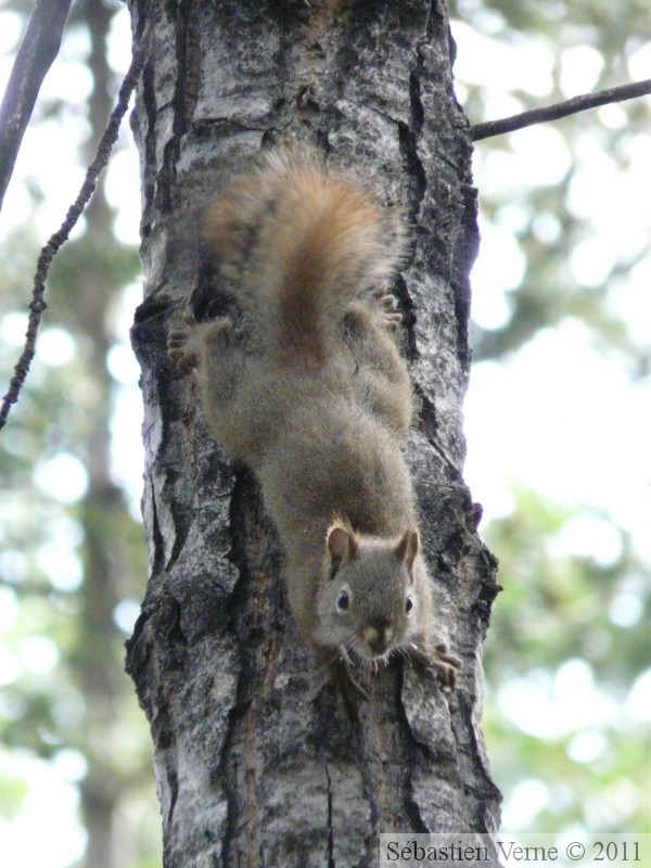 Tamiasciurus hudsonicus, Red squirrel, Écureuil roux, Whitehorse, Yukon américain 