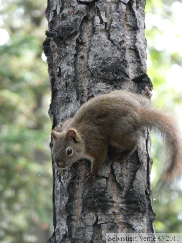 Tamiasciurus hudsonicus, Red squirrel, Écureuil roux, Whitehorse, Yukon américain 