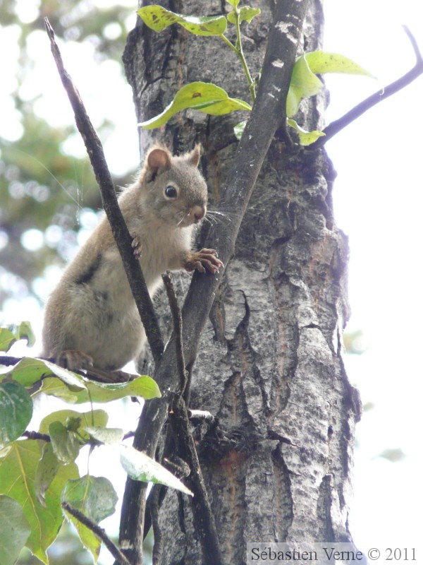 Tamiasciurus hudsonicus, Red squirrel, Écureuil roux, Whitehorse, Yukon américain 