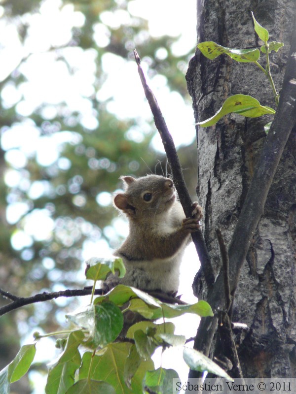 Tamiasciurus hudsonicus, Red squirrel, Écureuil roux, Whitehorse, Yukon américain 