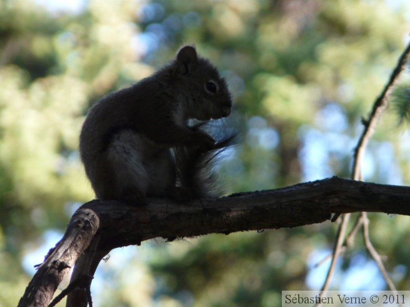 Tamiasciurus hudsonicus, Red squirrel, Écureuil roux, Whitehorse, Yukon américain 