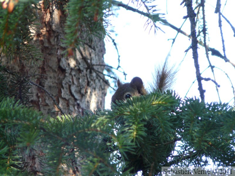 Tamiasciurus hudsonicus, Red squirrel, Écureuil roux, Whitehorse, Yukon américain 