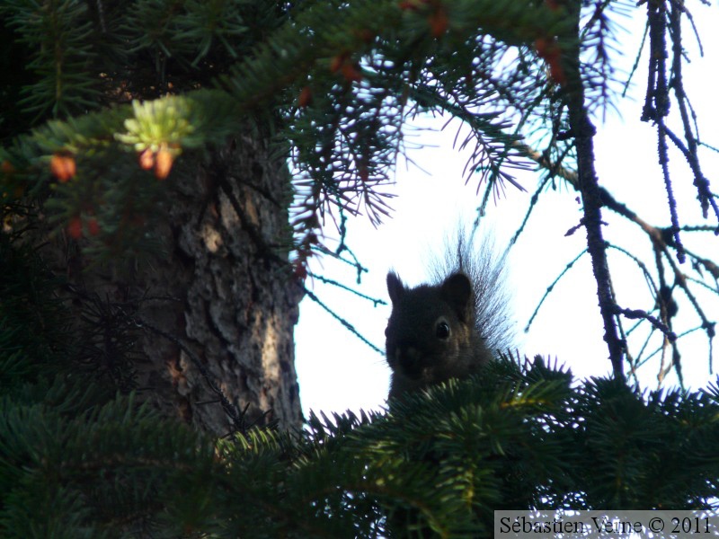 Tamiasciurus hudsonicus, Red squirrel, Écureuil roux, Whitehorse, Yukon américain 