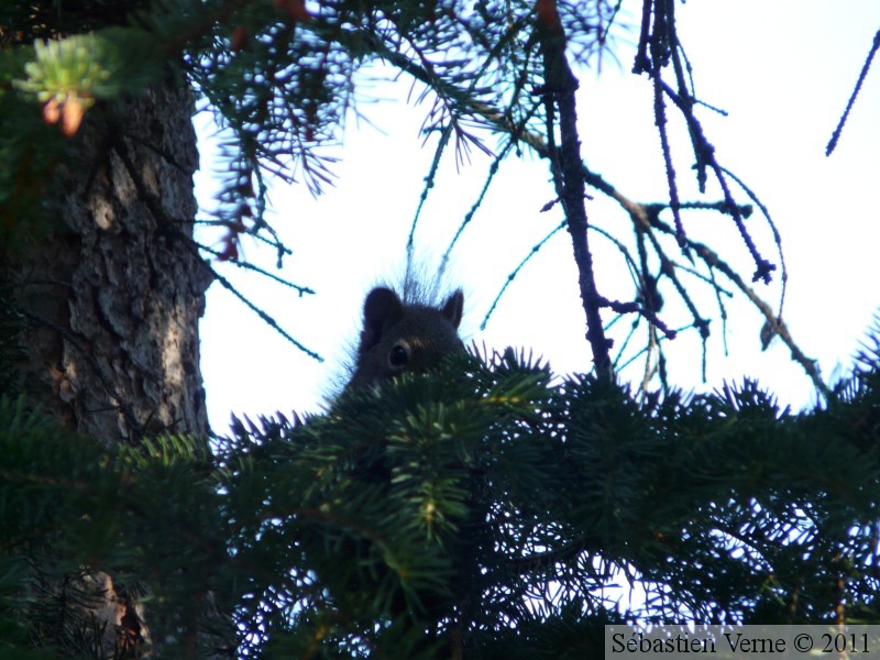 Tamiasciurus hudsonicus, Red squirrel, Écureuil roux, Whitehorse, Yukon américain 