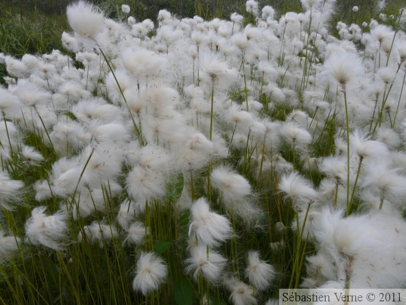 Eriophorum sp., Cotton-grass, Linaigrette, Eagle Plains,  Dempster Highway, Yukon