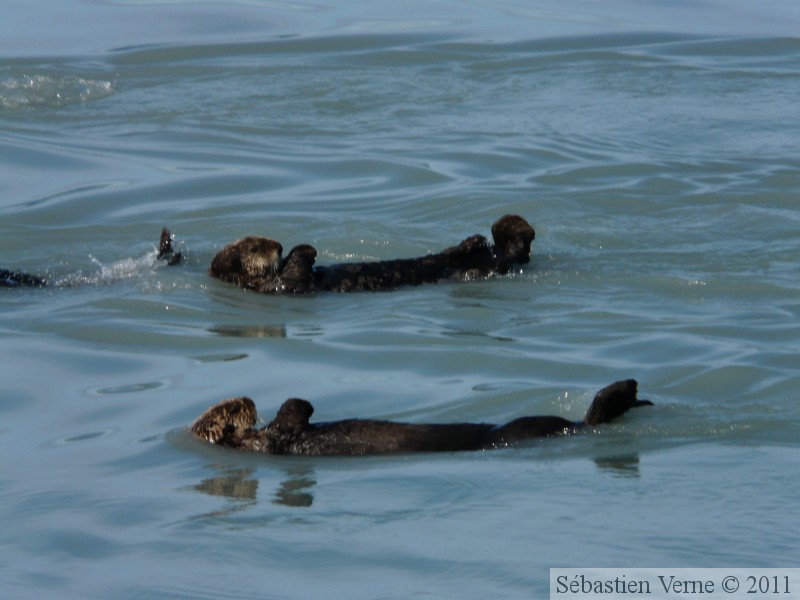 Enhydra lutris, Sea otter, Loutre de mer, Prince William sound cruise, Alaska