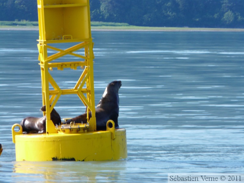 Eumetopias jubatus, Steller's Sea lions, Lions de mer de Steller, Prince William sound cruise, Alaska