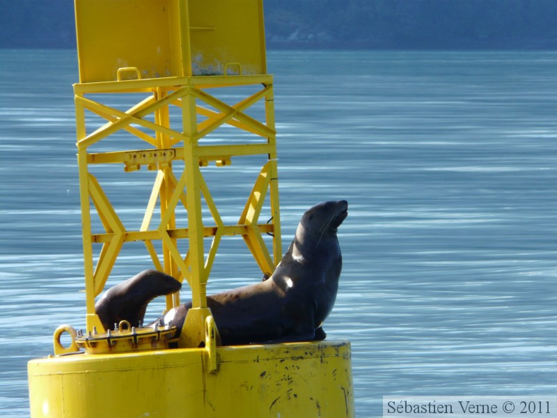 Eumetopias jubatus, Steller's Sea lions, Lions de mer de Steller, Prince William sound cruise, Alaska