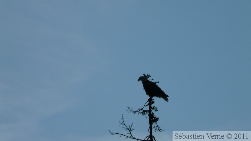 Haliaeetus leucocephalus, Bald eagle, Pygargue à tête blanche, Prince William sound cruise, Alaska