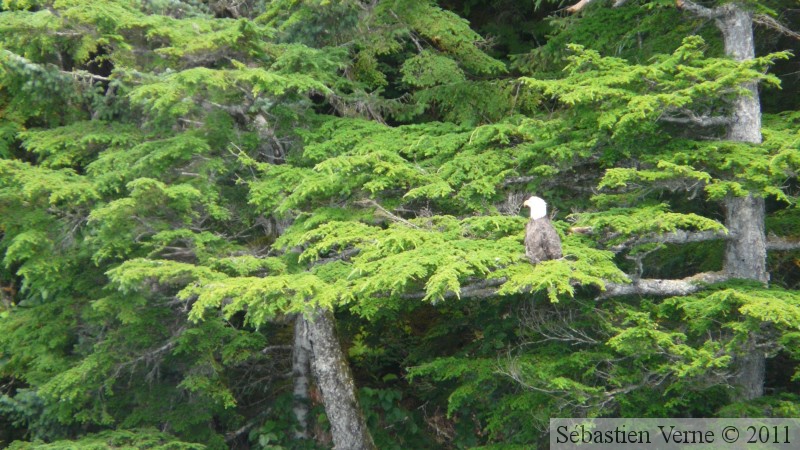 Haliaeetus leucocephalus, Bald eagle, Pygargue à tête blanche, Prince William sound cruise, Alaska