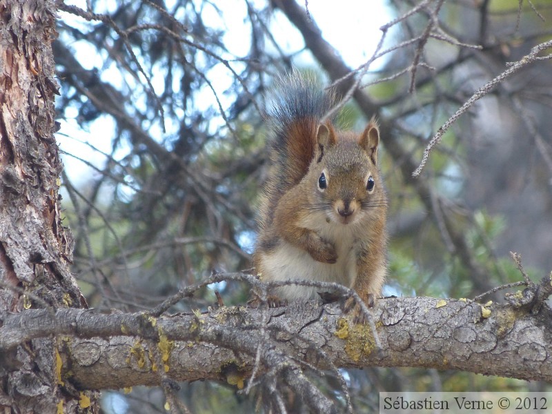 Tamiasciurus hudsonicus, Red squirrel, Écureuil roux, Red Ridge area, Yukon