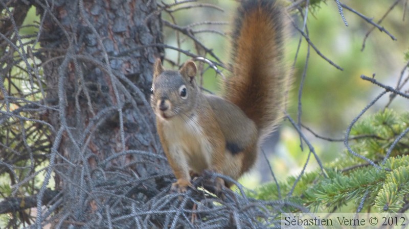 Tamiasciurus hudsonicus, Red squirrel, Écureuil roux, Red Ridge area, Yukon