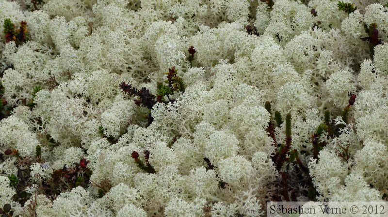 Lichens, White Pass area, Klondike Highway, Yukon