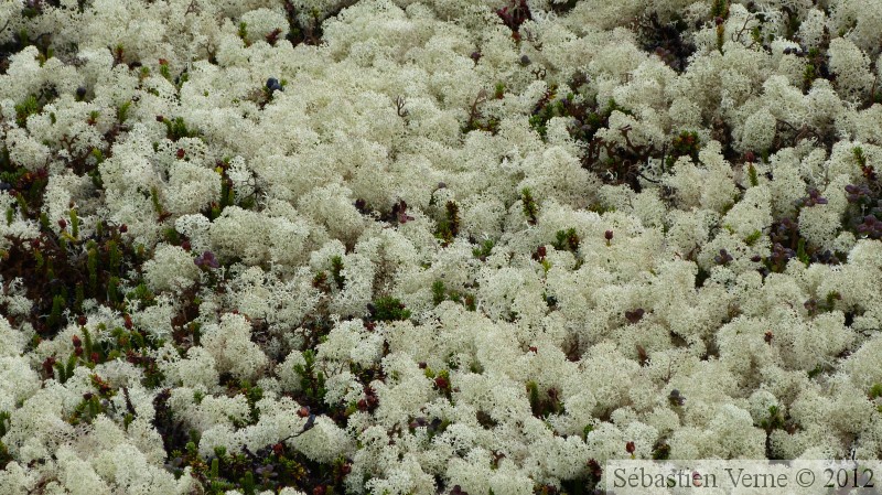 Lichens, White Pass area, Klondike Highway, Colombie Britannique