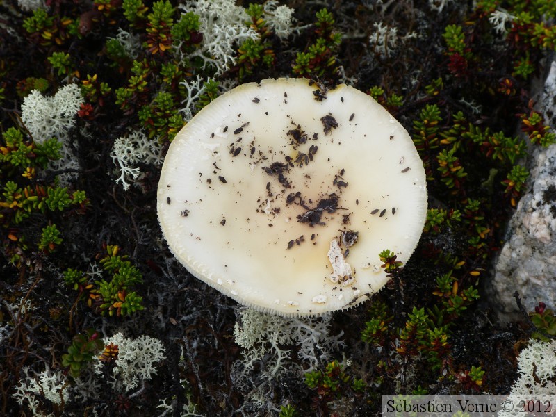 Champignon, Summit Creek, White Pass area, Colombie Britannique