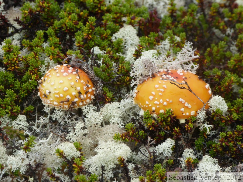 Champignon, Amanite ???, Summit Creek, White Pass area, Colombie Britannique