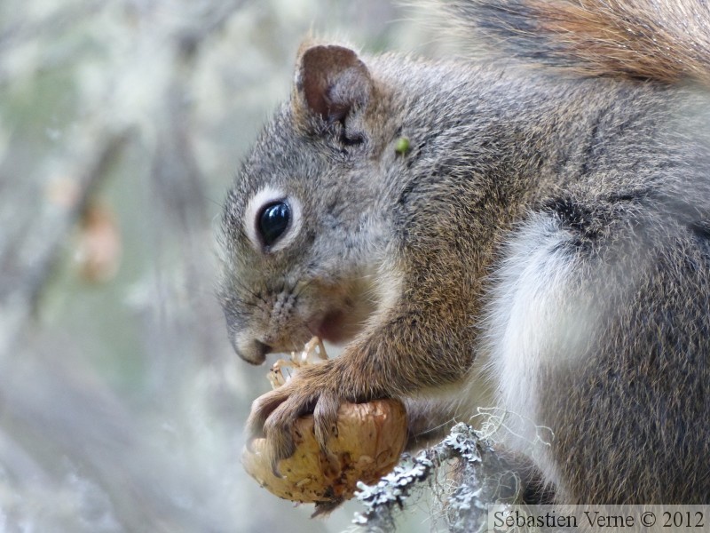 Tamiasciurus hudsonicus, Red squirrel, Écureuil roux, Teslin River, Yukon, Canada