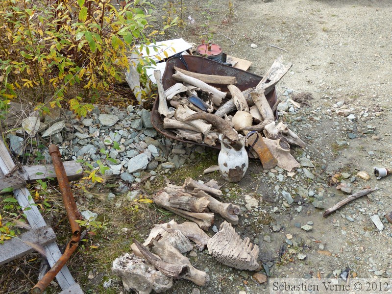 Os et cornes fossilisés, Gold Bottom mine, Hunker Creek, Dawson City, Yukon, Canada