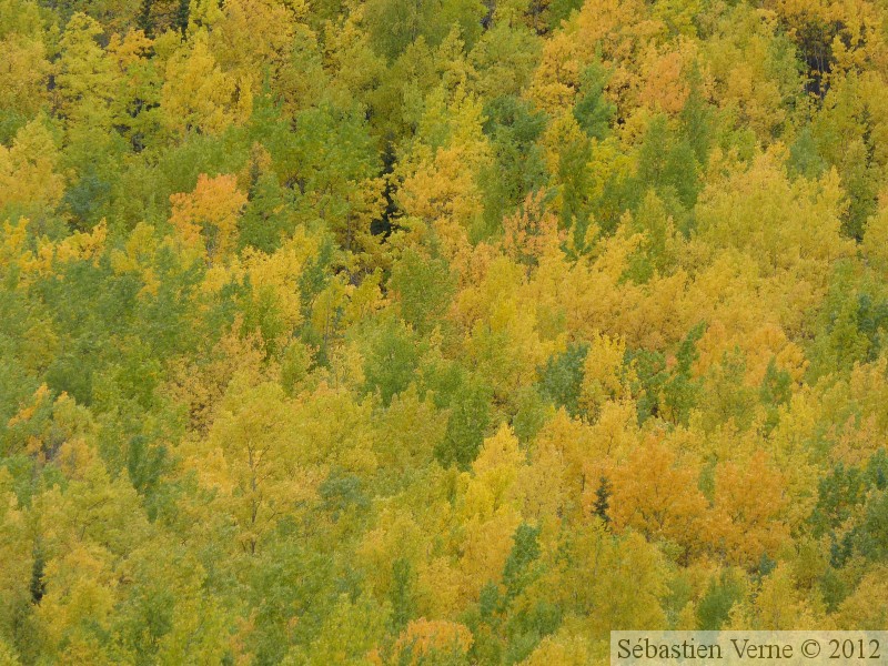 L'or du Yukon, Populus tremuloides, Peuplier faux-tremble, Dempster Highway, Yukon, Canada