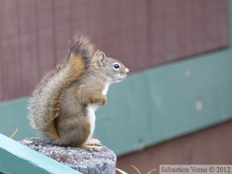 Tamiasciurus hudsonicus, Red squirrel, Écureuil roux, Tok, Alaska