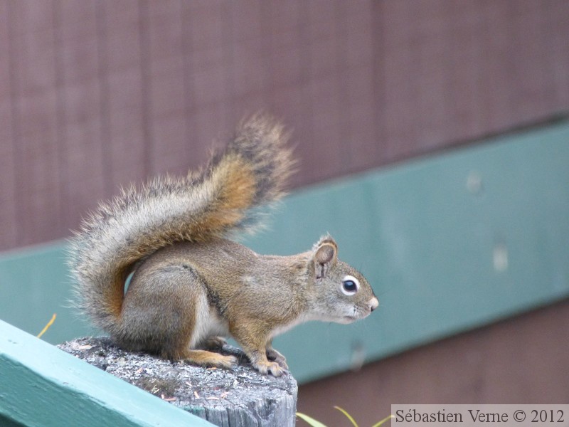 Tamiasciurus hudsonicus, Red squirrel, Écureuil roux, Tok, Alaska