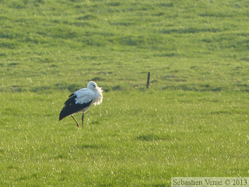 Ciconia ciconia, Cigogne Blanche, White Stork