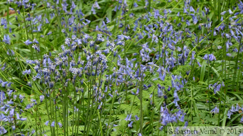 Jacinthe des bois, Hyacinthoides non-scripta, Bois de Halle