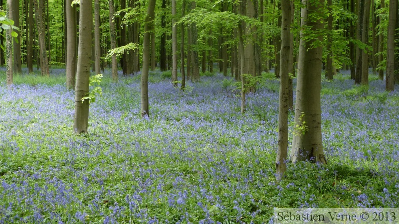 Jacinthe des bois, Hyacinthoides non-scripta, Bois de Halle