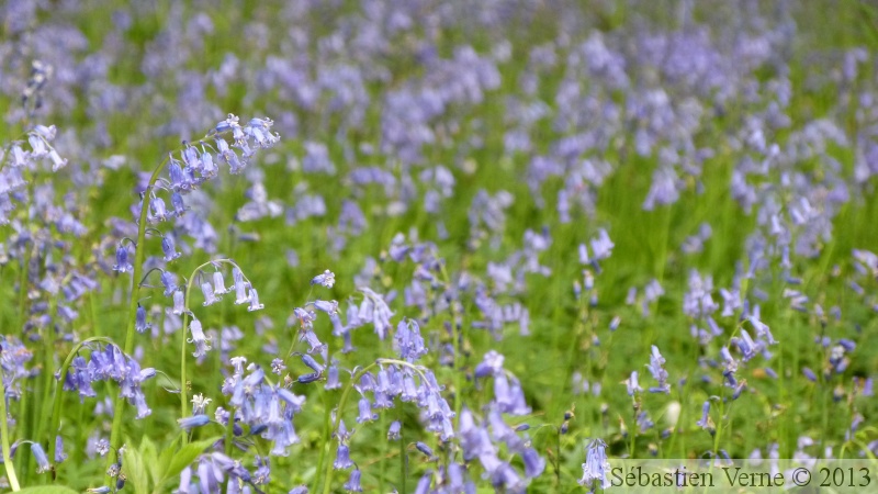 Jacinthe des bois, Hyacinthoides non-scripta, Bois de Halle