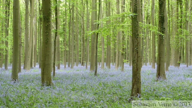 Jacinthe des bois, Hyacinthoides non-scripta, Bois de Halle