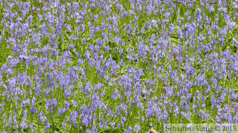 Jacinthe des bois, Hyacinthoides non-scripta, Bois de Halle