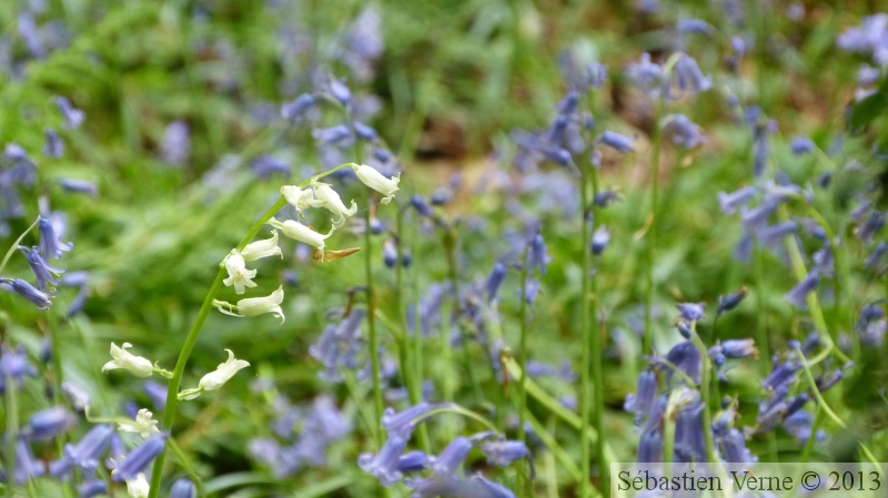 Jacinthe des bois, Hyacinthoides non-scripta, Bois de Halle