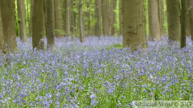 Jacinthe des bois, Hyacinthoides non-scripta, Bois de Halle