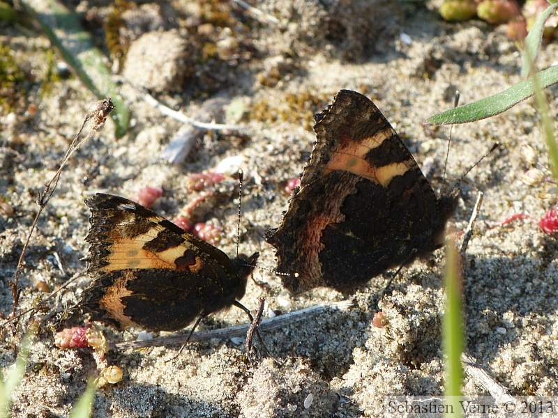 Aglais urticae, Petite tortue, parade nuptiale, mâle à gauche